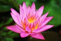 Pink Water Lily Pink Lotus Flower Royalty Free Stock Photo