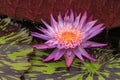 Pink Water Lily