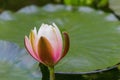 Pink Water Lily in a Pond Royalty Free Stock Photo