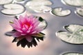 Pink Water Lily In a Pond backlighted