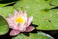Pink water lily in the pond Royalty Free Stock Photo