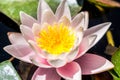 Pink water lily in the pond Royalty Free Stock Photo