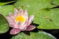 Pink water lily in the pond Royalty Free Stock Photo