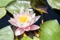 Pink water lily in the pond Royalty Free Stock Photo