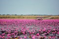 Pink water lily pond Royalty Free Stock Photo