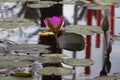 A pink water lily in the pond Royalty Free Stock Photo