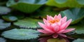 Pink Water Lily in Pond With Lily Pads Royalty Free Stock Photo