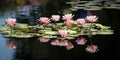 Pink  water lily in the pond Royalty Free Stock Photo