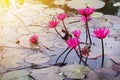 Pink water lily on a pond with sunlight Royalty Free Stock Photo