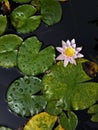 Pink water-lily in pond with vertical perspective Royalty Free Stock Photo