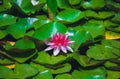 Pink water lily in a quiet pond. Royalty Free Stock Photo
