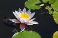 Pink water lily with reflection in dark water with lily pads - selective focus Royalty Free Stock Photo