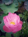 Pink water lily. Pink sacred lotus flower blooming on pond. Portrait composition Royalty Free Stock Photo