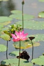 Pink Water Lily Series 4