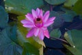 Pink Water Lily Solitude in Tropics