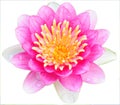 Pink Water Lily in Spherize Royalty Free Stock Photo
