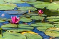 Pink water lily star flower in an artificial pond Royalty Free Stock Photo