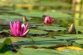 Pink water lily star flower in an artificial pond Royalty Free Stock Photo