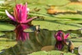 Pink water lily star flower in an artificial pond Royalty Free Stock Photo