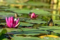 Pink water lily star flower in an artificial pond Royalty Free Stock Photo