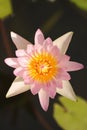 Pink water lily in sunlight