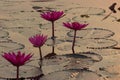 Pink Water Lily in Thailand Royalty Free Stock Photo