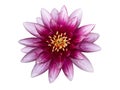 Pink water lily, top view Royalty Free Stock Photo