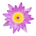 Pink water lily top view on white background Royalty Free Stock Photo