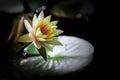 A pink water lily under the sun