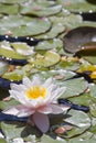 Pink Water Lily Wishing Pond Royalty Free Stock Photo