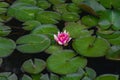 Pink water lily with green leaves Royalty Free Stock Photo
