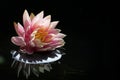 Pink water lily (Nymphaea Peachglow) with leaf and reflection on Royalty Free Stock Photo