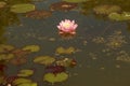 A pink water Lily with a yellow-white middle among the leaves is reflected in a small pond Royalty Free Stock Photo