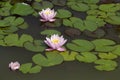 Pink water lilys close up