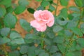 Pink water rose in garden