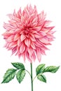 Pink watercolor dahlia flower isolated on white background, watercolor botanical painting, cream light rose flora Royalty Free Stock Photo