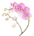 Pink watercolor phalaenopsis orchid isolated on white background.