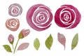 Pink watercolor roses and leaves set, illustration. Elegant hand-painted flowers. Royalty Free Stock Photo