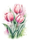 Pink Watercolor Tulips