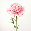 Pink watercolour carnation spring flower illustration on white background