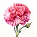 Pink watercolour carnation summer flower illustration on white background