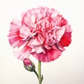 Pink watercolour carnation summer flower on white background