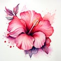 Pink watercolour paradise hawaiian tropical hibiscus summer flower illustration on white background Royalty Free Stock Photo