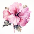 Pink watercolour paradise tropical hibiscus summer flower illustration on white background