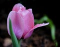 Waterdrops on pink tulip after rain