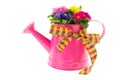 Pink watering can with colorful Primroses
