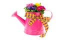 Pink watering can with colorful Primroses Royalty Free Stock Photo