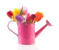 Pink watering can with colorful tulips Royalty Free Stock Photo