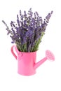 Pink watering can with plucked lavender Royalty Free Stock Photo