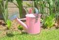 Pink watering can in the vegetable garden Royalty Free Stock Photo